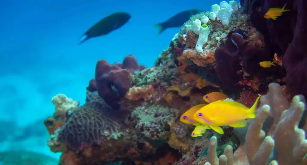 Poissons tropicaux jaunes et coraux colorés lors d'une plongée à Sodwana Bay en Afrique du Sud