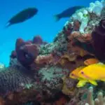 Poissons tropicaux jaunes et coraux colorés lors d'une plongée à Sodwana Bay en Afrique du Sud
