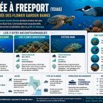Infographie sur la plongée à Freeport au Texas présentant les Flower Garden Banks, West Flower Garden Bank, East Flower Garden Bank et Stetson Bank avec profondeurs, niveaux, température de l'eau, faune marine et meilleure période de plongée